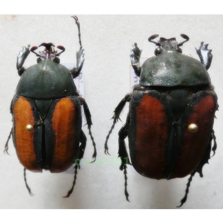 Dicellachilus woodi Waterhouse, 1905 pair +25mm Tanzania
